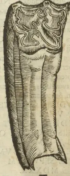 Illustration from page 37