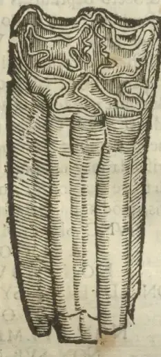 Illustration from page 37