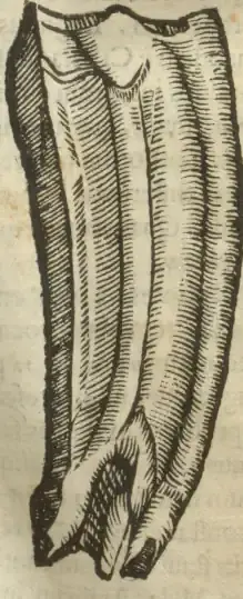 Illustration from page 37