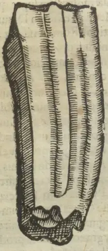 Illustration from page 37