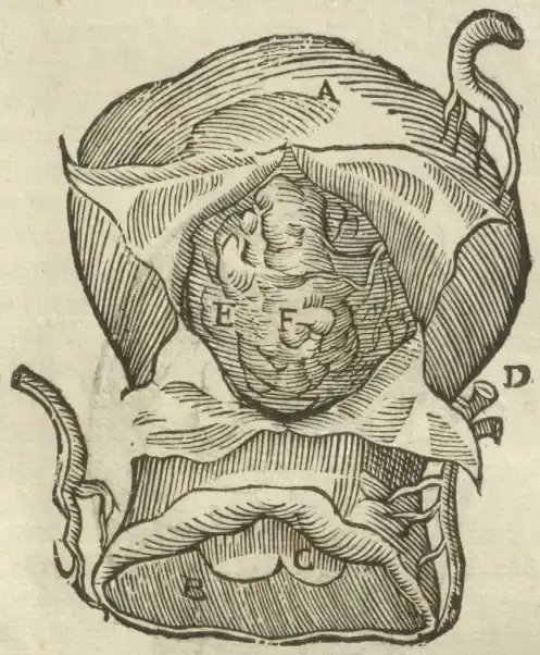 Illustration from page 49