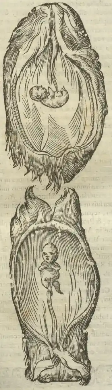 Illustration from page 65