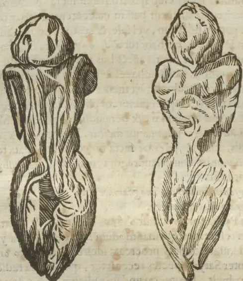Illustration from page 136