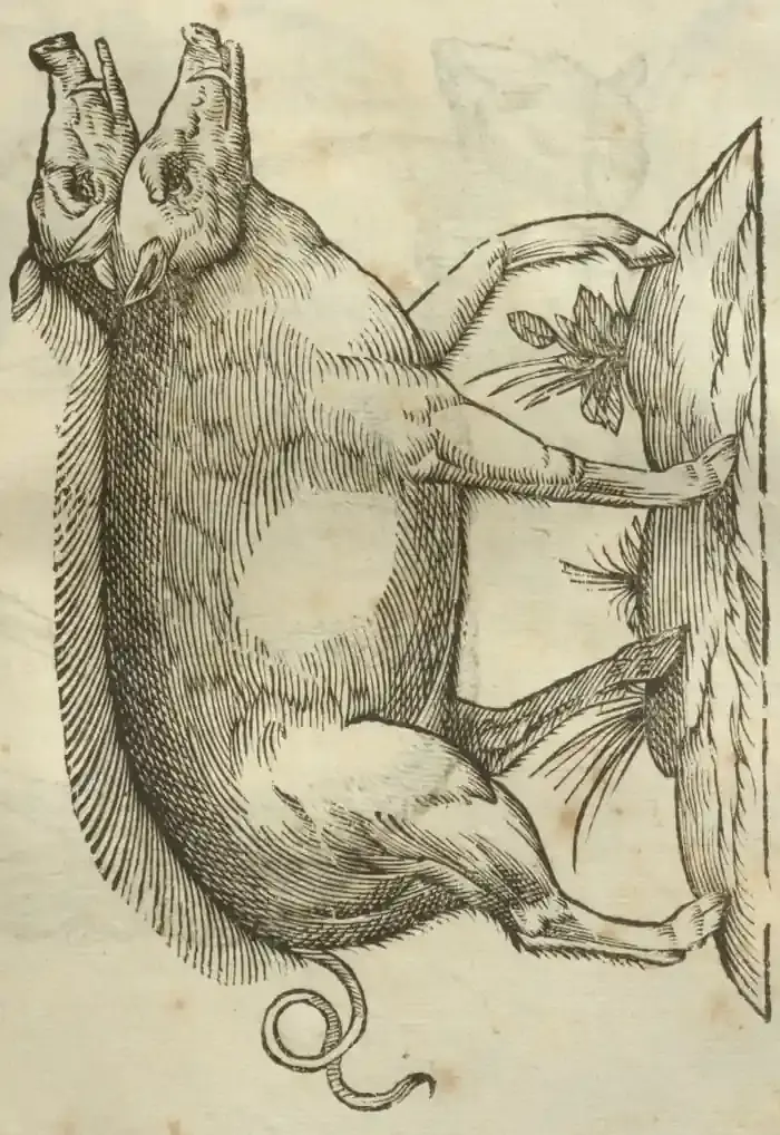 Illustration from page 417