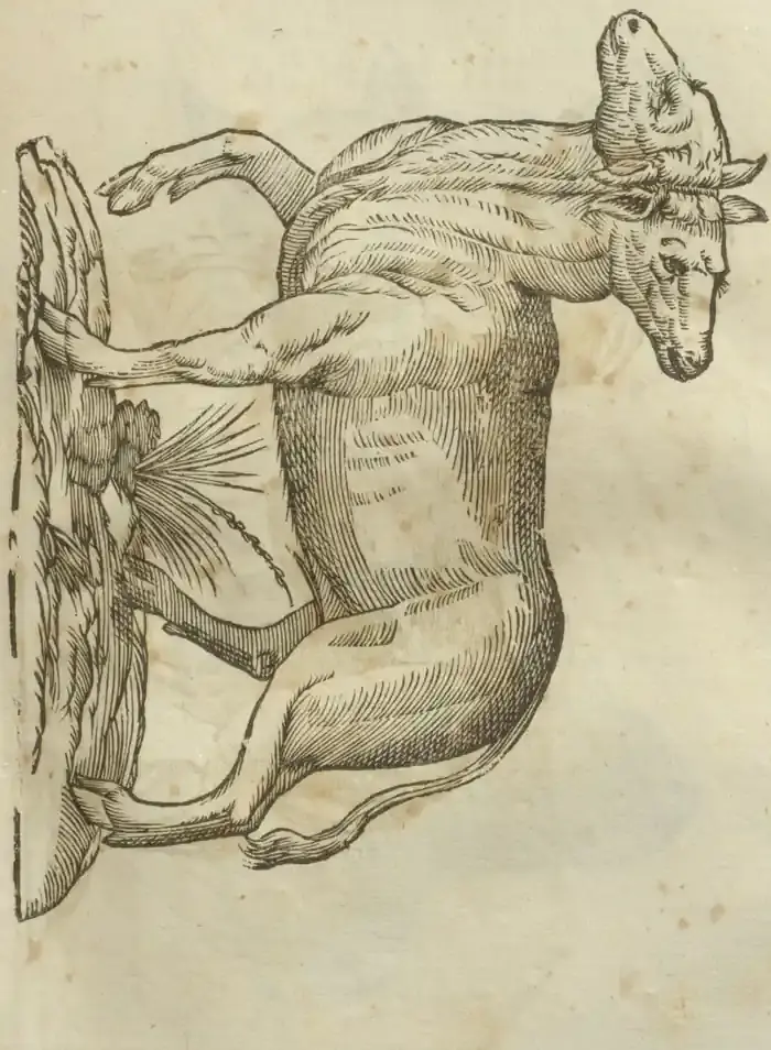 Illustration from page 421