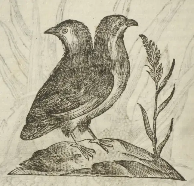 Illustration from page 426