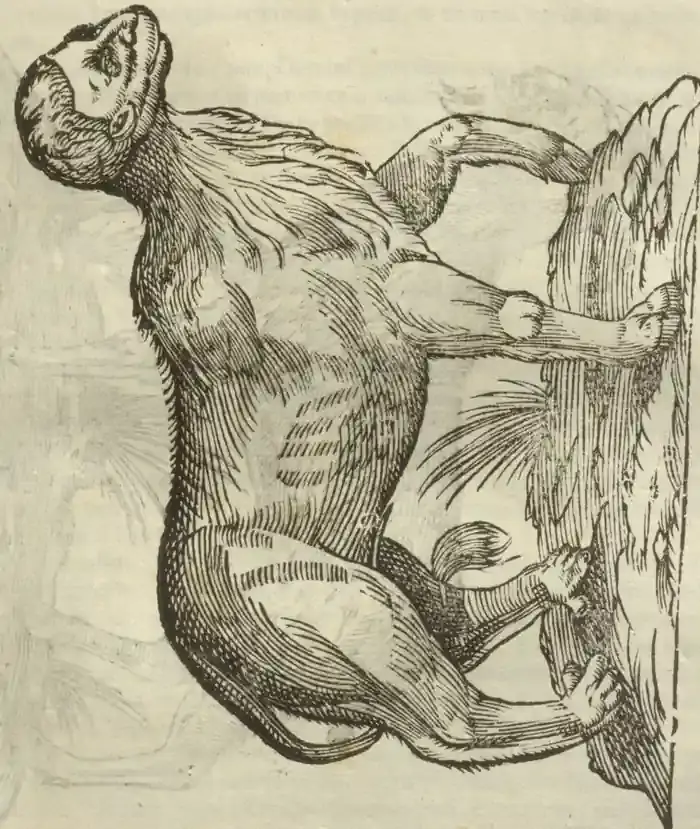 Illustration from page 435