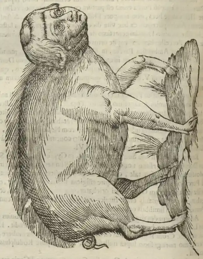 Illustration from page 438