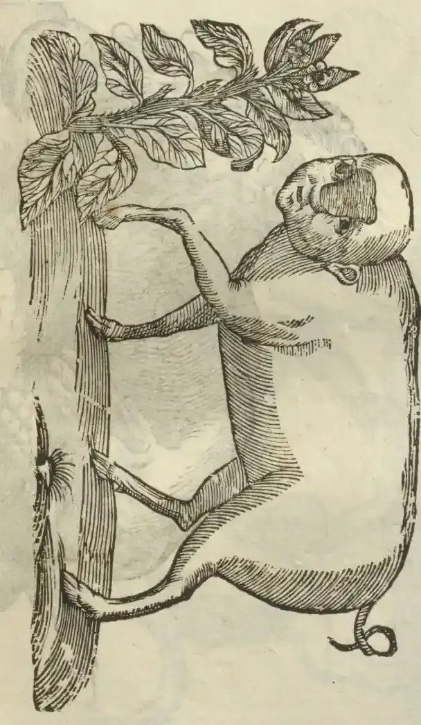 Illustration from page 441