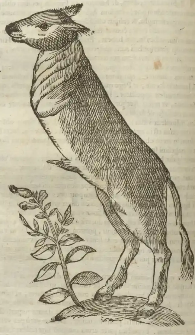 Illustration from page 526