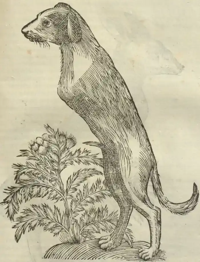 Illustration from page 527