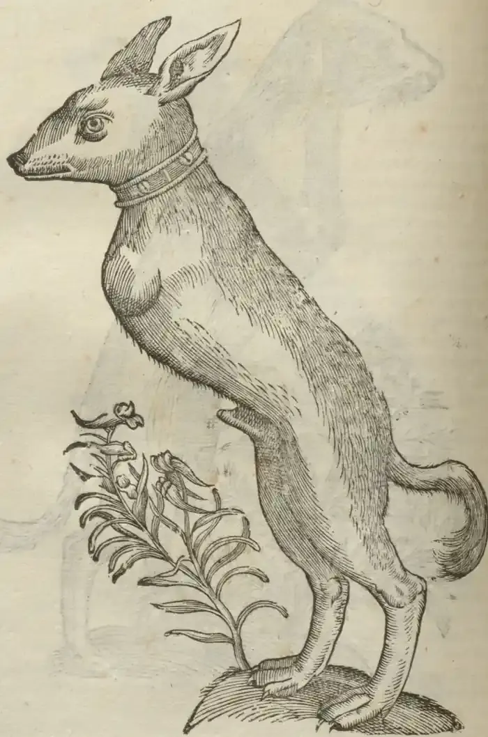 Illustration from page 528