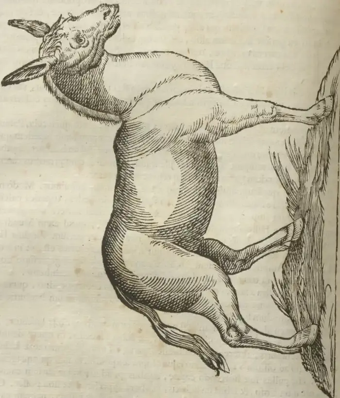 Illustration from page 530