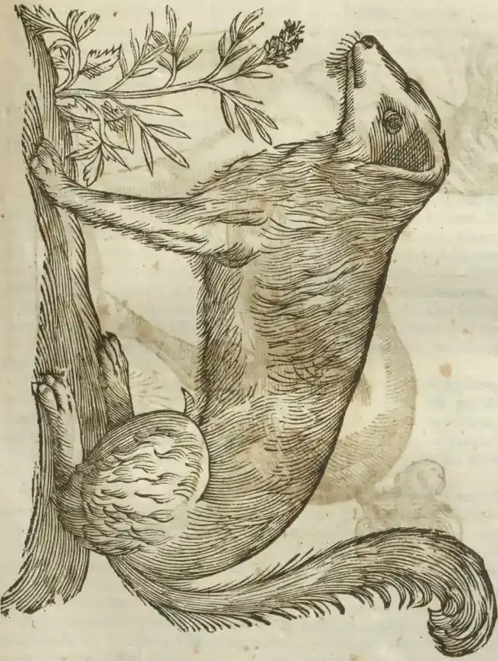 Illustration from page 531
