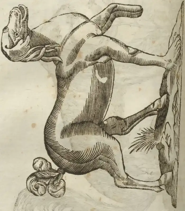 Illustration from page 532