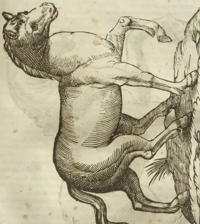 Illustration from page 537