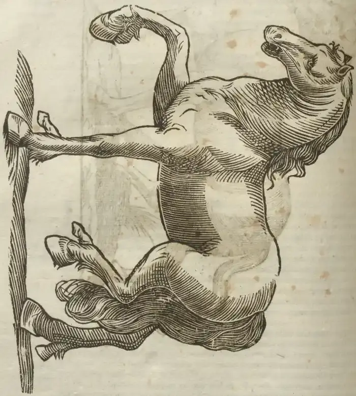 Illustration from page 538