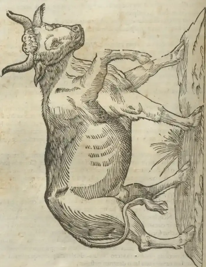 Illustration from page 540