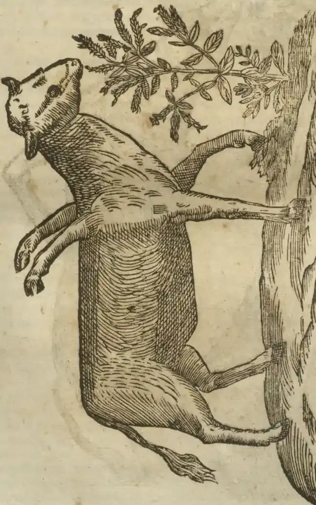 Illustration from page 541
