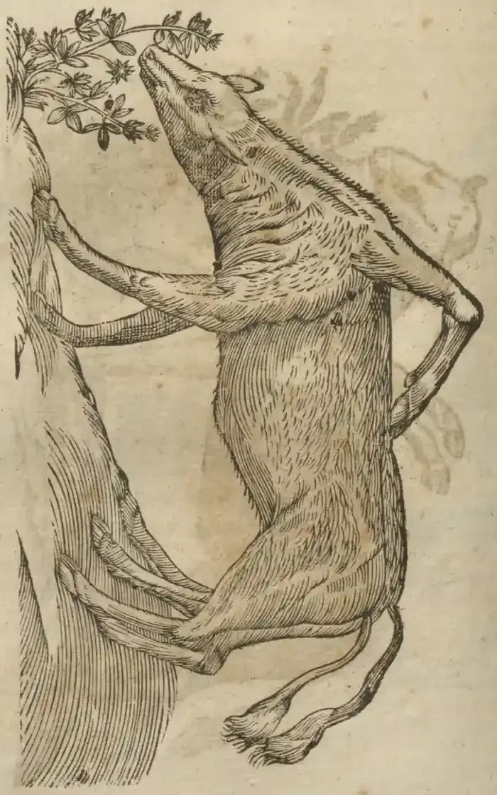 Illustration from page 542