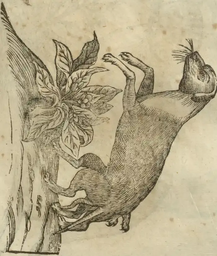 Illustration from page 545