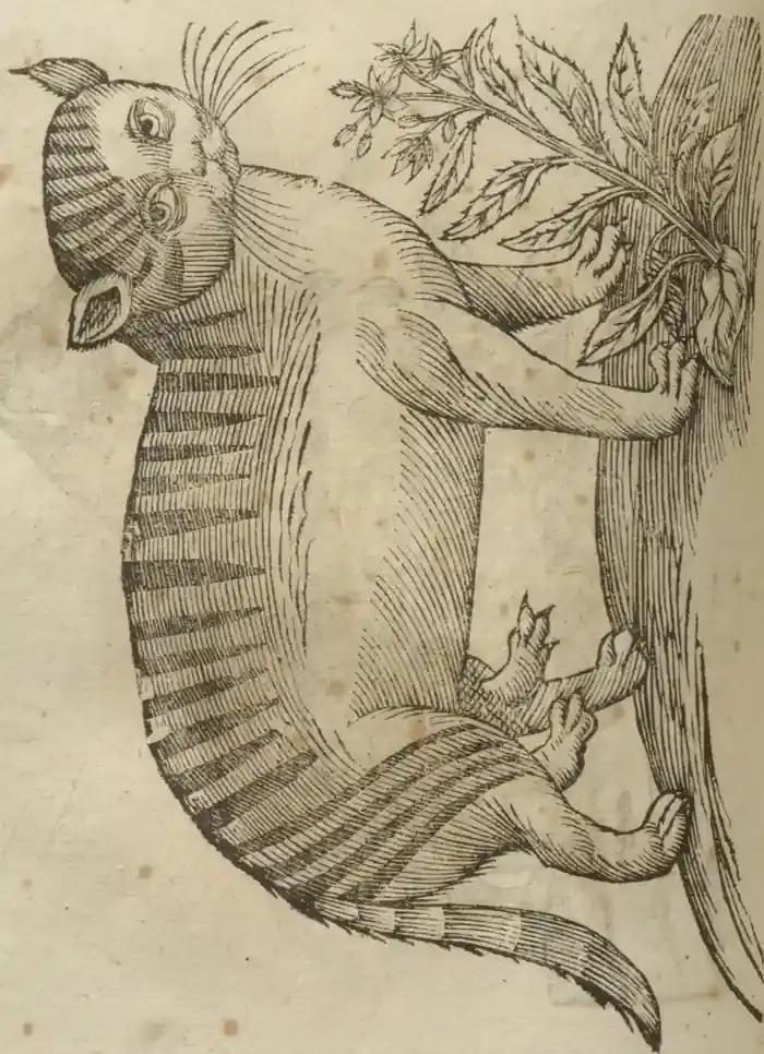 Illustration from page 546