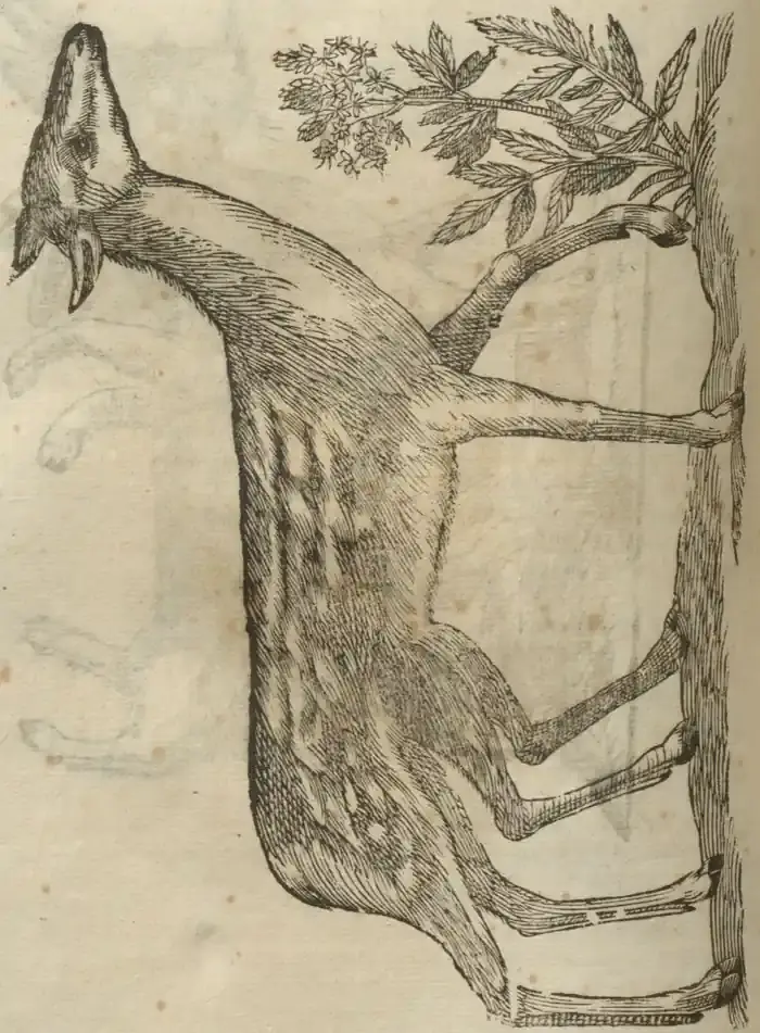 Illustration from page 548