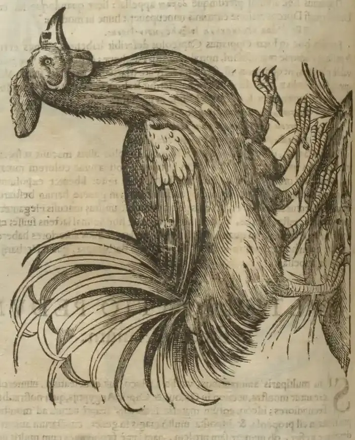 Illustration from page 550