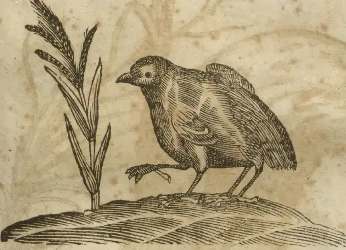 Illustration from page 551