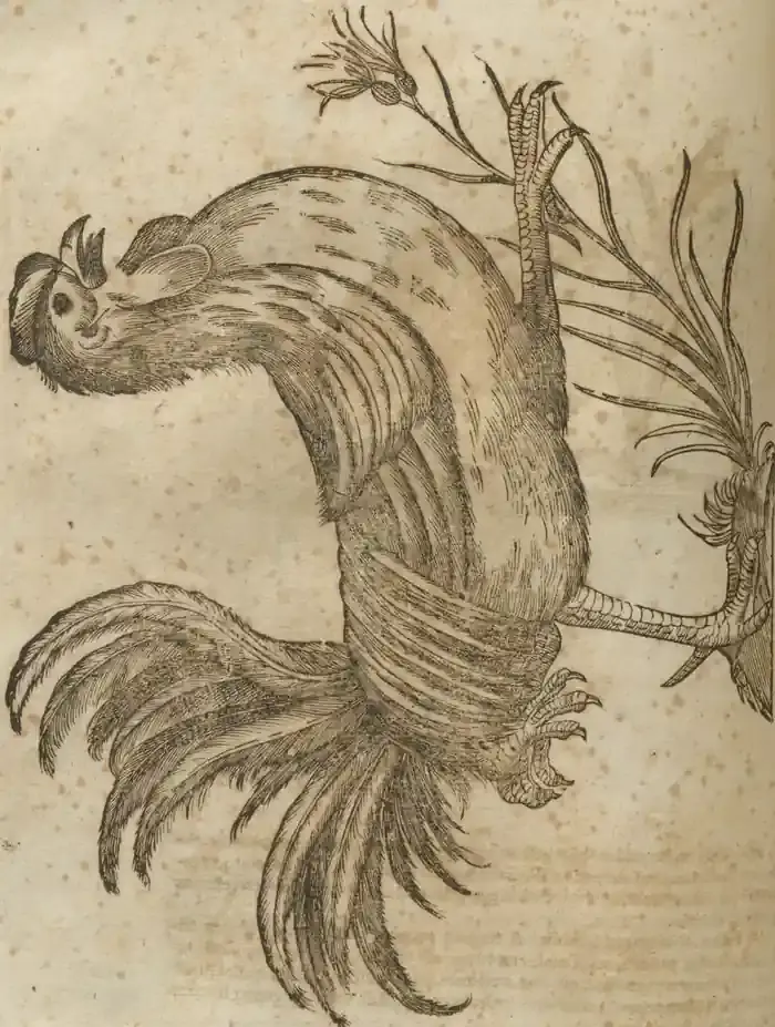 Illustration from page 552