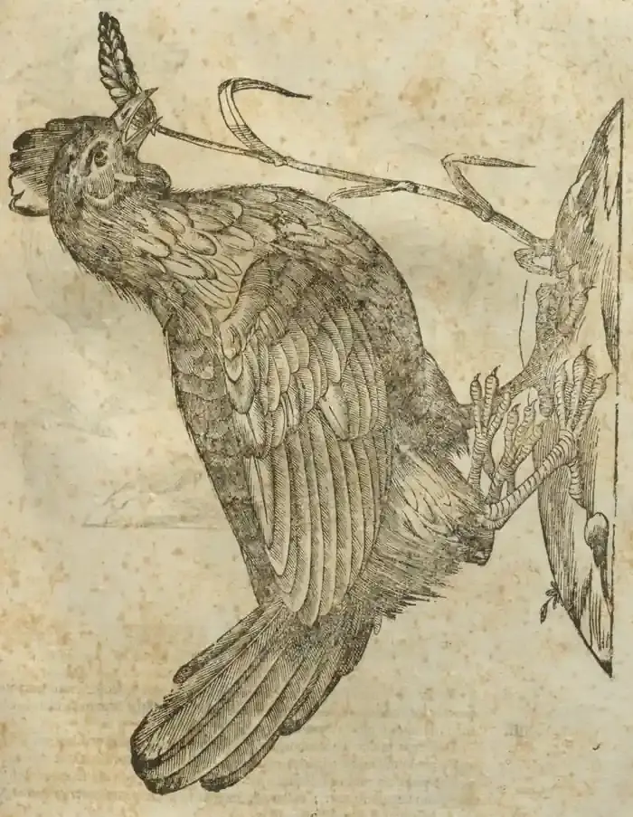 Illustration from page 553