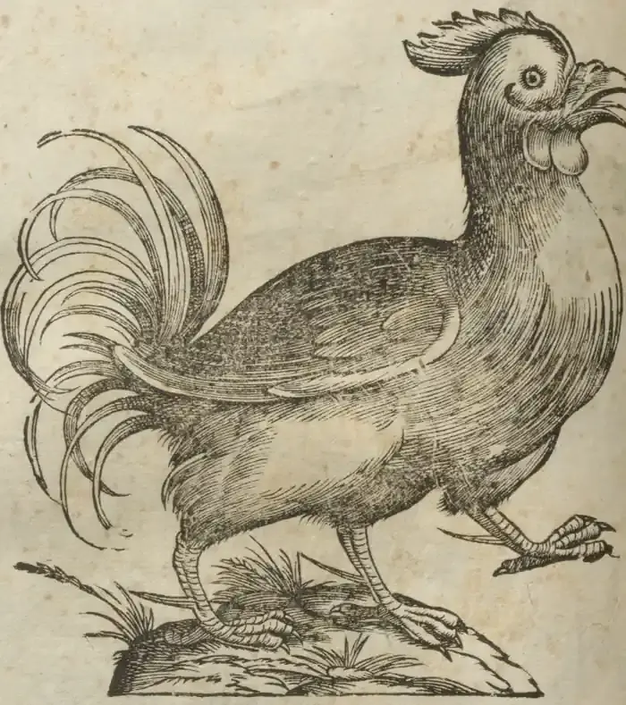 Illustration from page 554