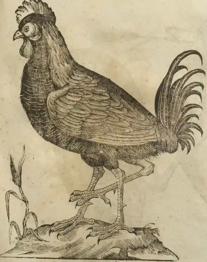 Illustration from page 555