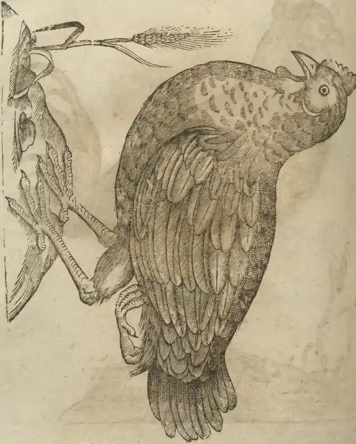 Illustration from page 556