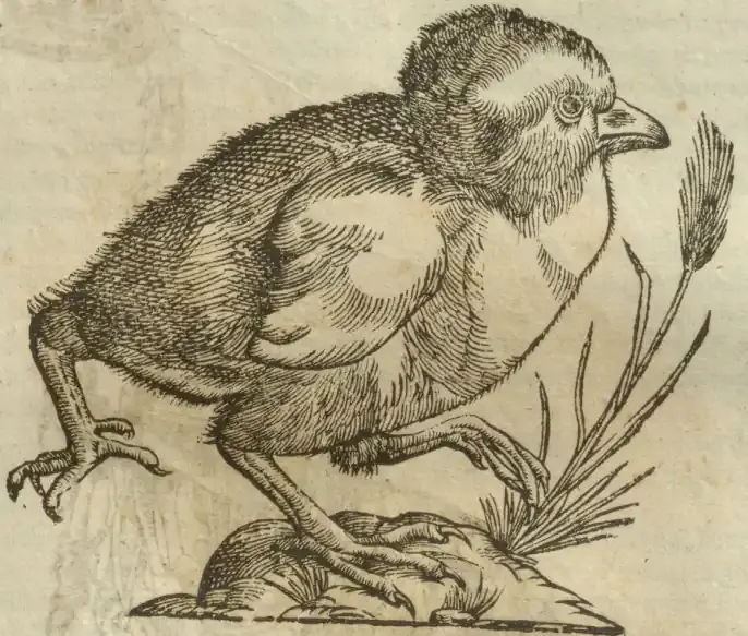 Illustration from page 557