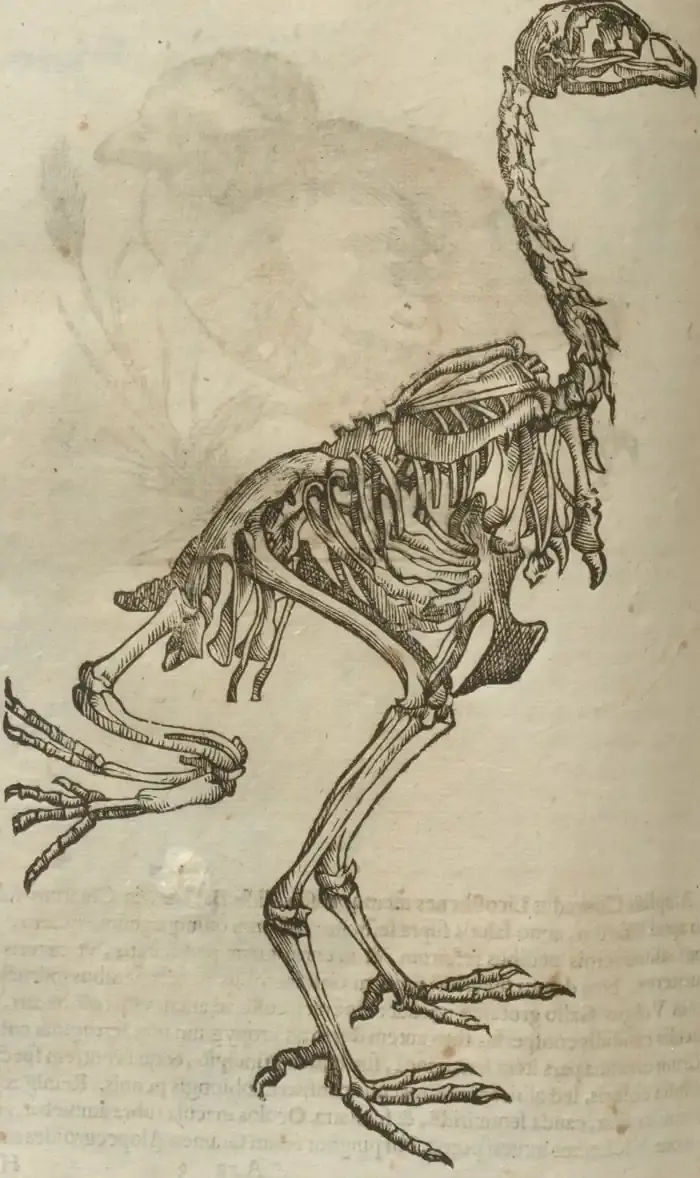 Illustration from page 558