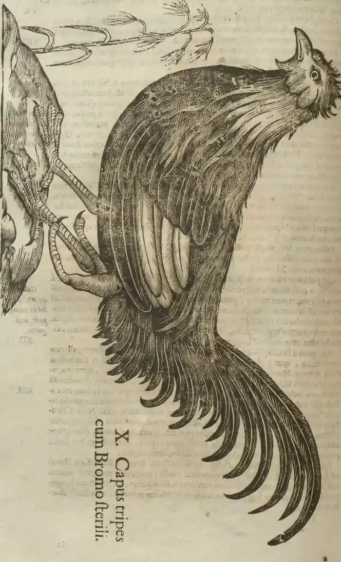 Illustration from page 560
