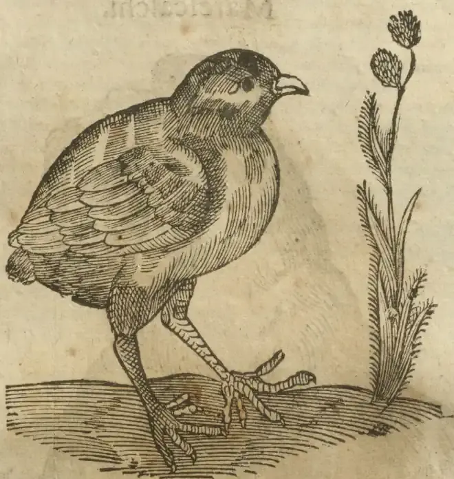 Illustration from page 561