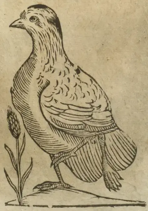 Illustration from page 561
