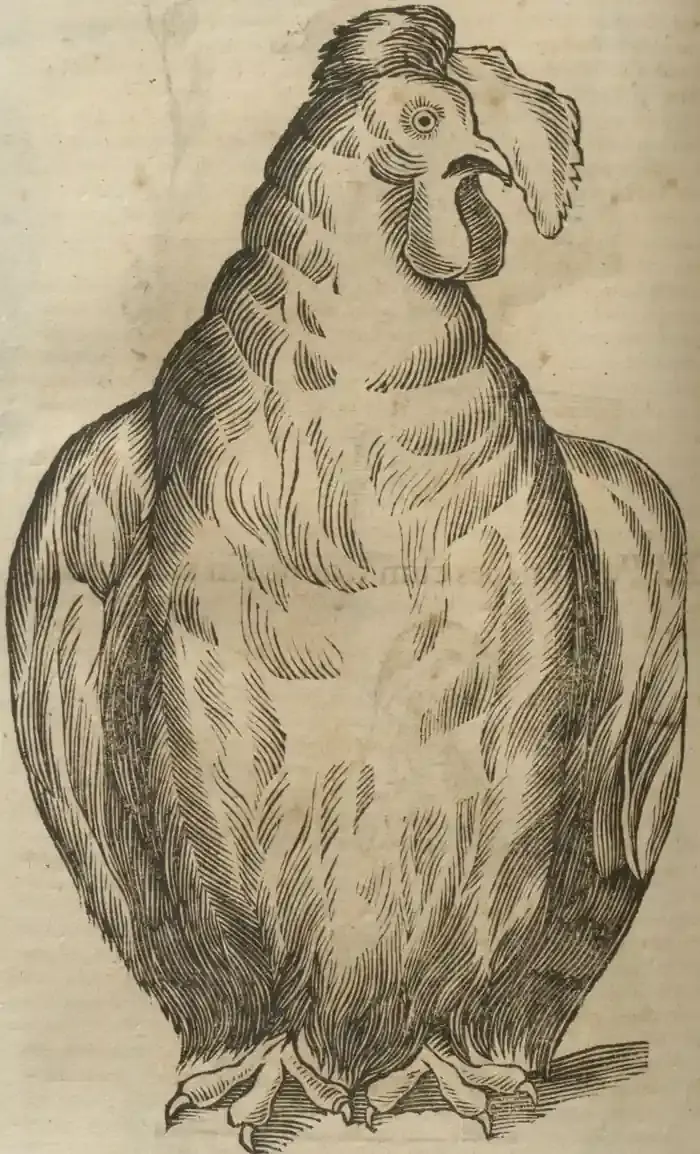 Illustration from page 562
