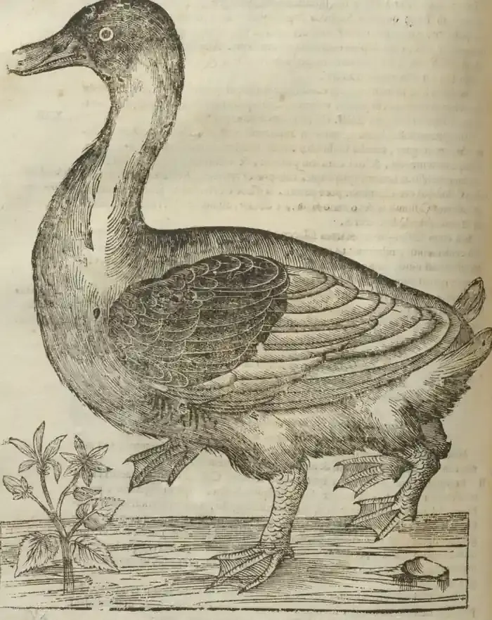 Illustration from page 564