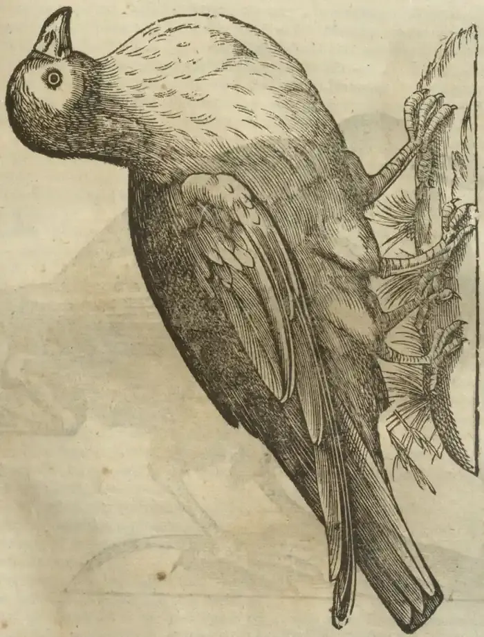 Illustration from page 565