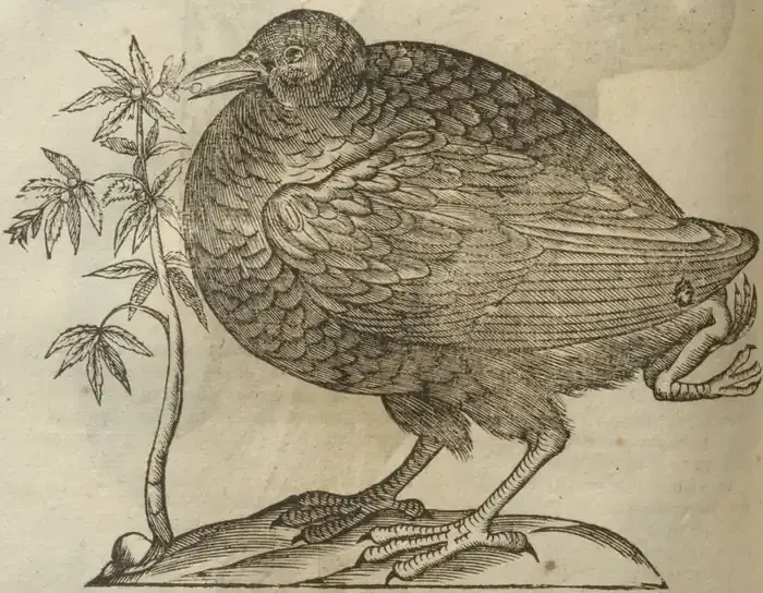 Illustration from page 566