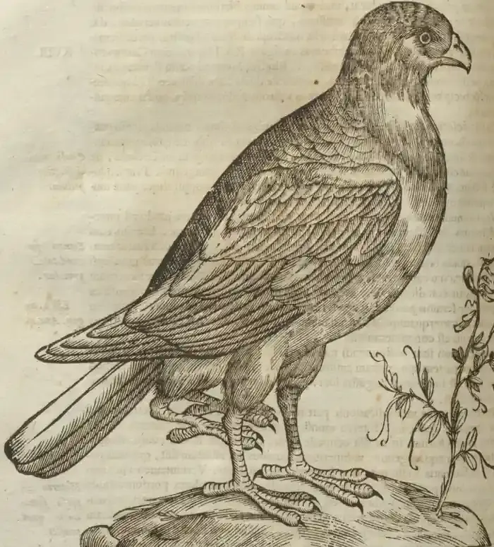 Illustration from page 568