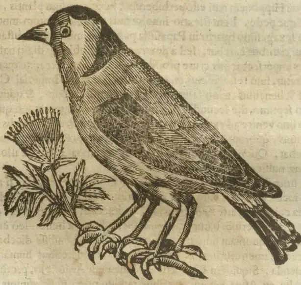 Illustration from page 569