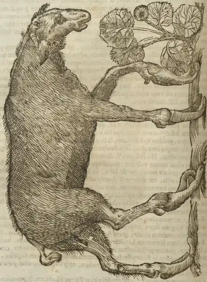 Illustration from page 574