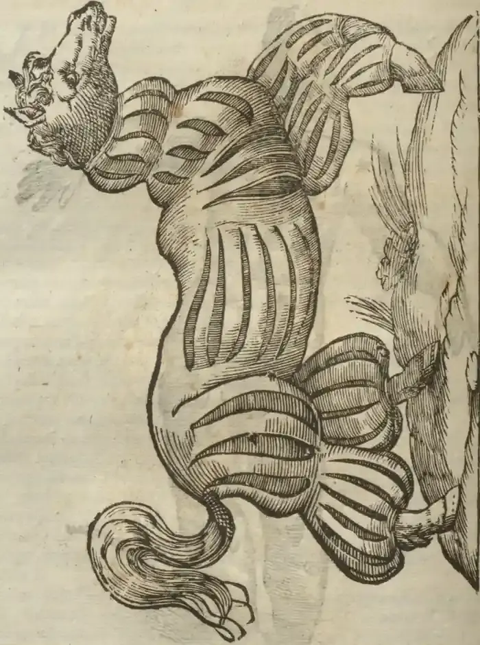 Illustration from page 590