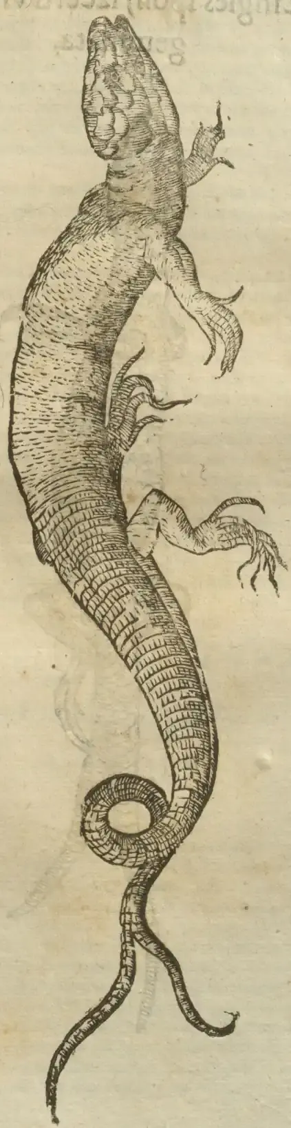 Illustration from page 595