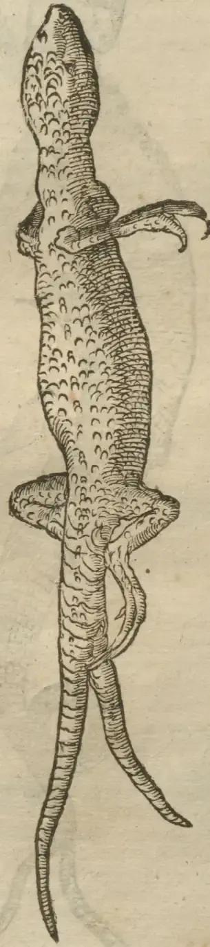 Illustration from page 596