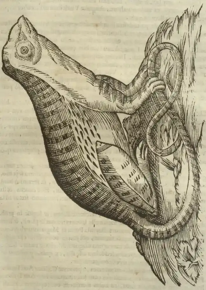 Illustration from page 599